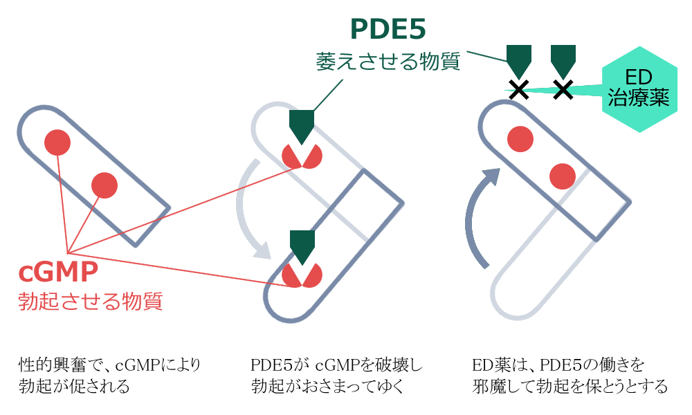 ED薬が効くしくみ